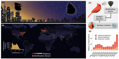 Brent S. Pease, Neil A. Gilbert, Light pollution prolongs avian activity, Science, 2025